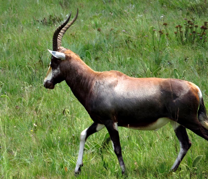 Image of Blesbok