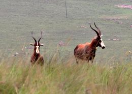 Image of Blesbok