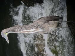 Image of Fasciated Tiger Heron