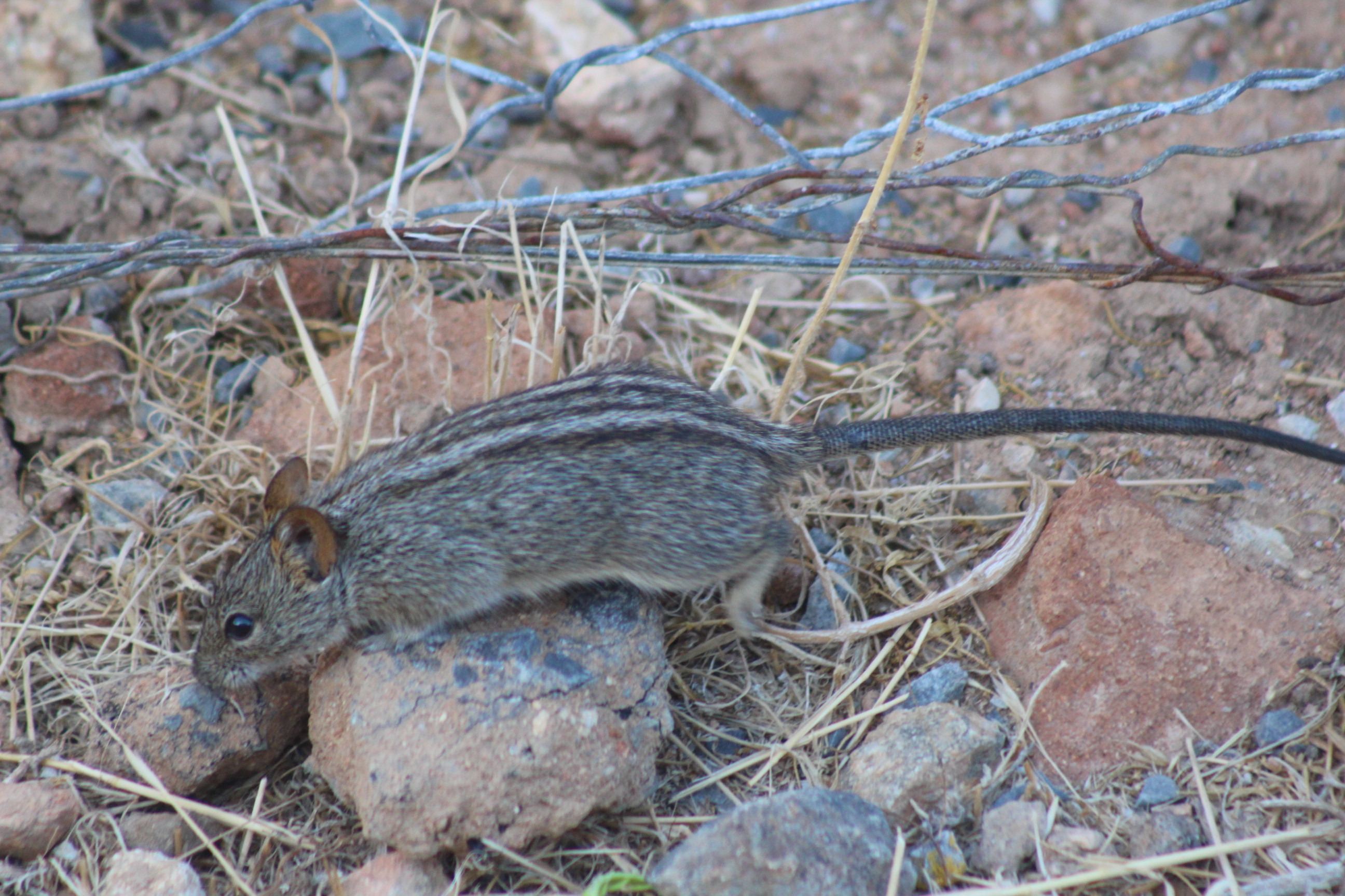 Image de Rhabdomys Thomas 1916