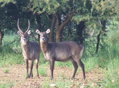 Image of Defassa Waterbuck