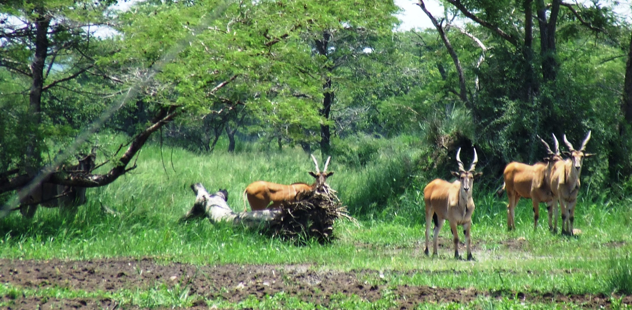 Image of Livingstone's eland