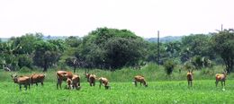 Image of Livingstone's eland