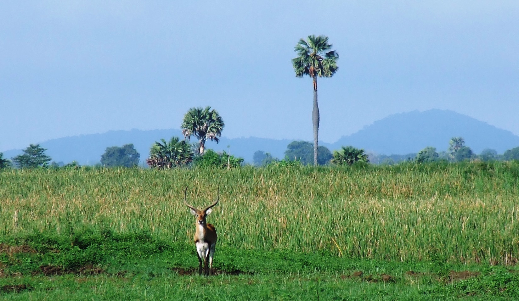 Image of Kafue Lechwe