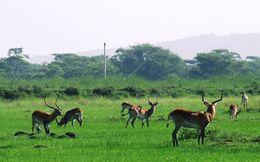 Plancia ëd Kobus leche kafuensis Haltenorth 1963