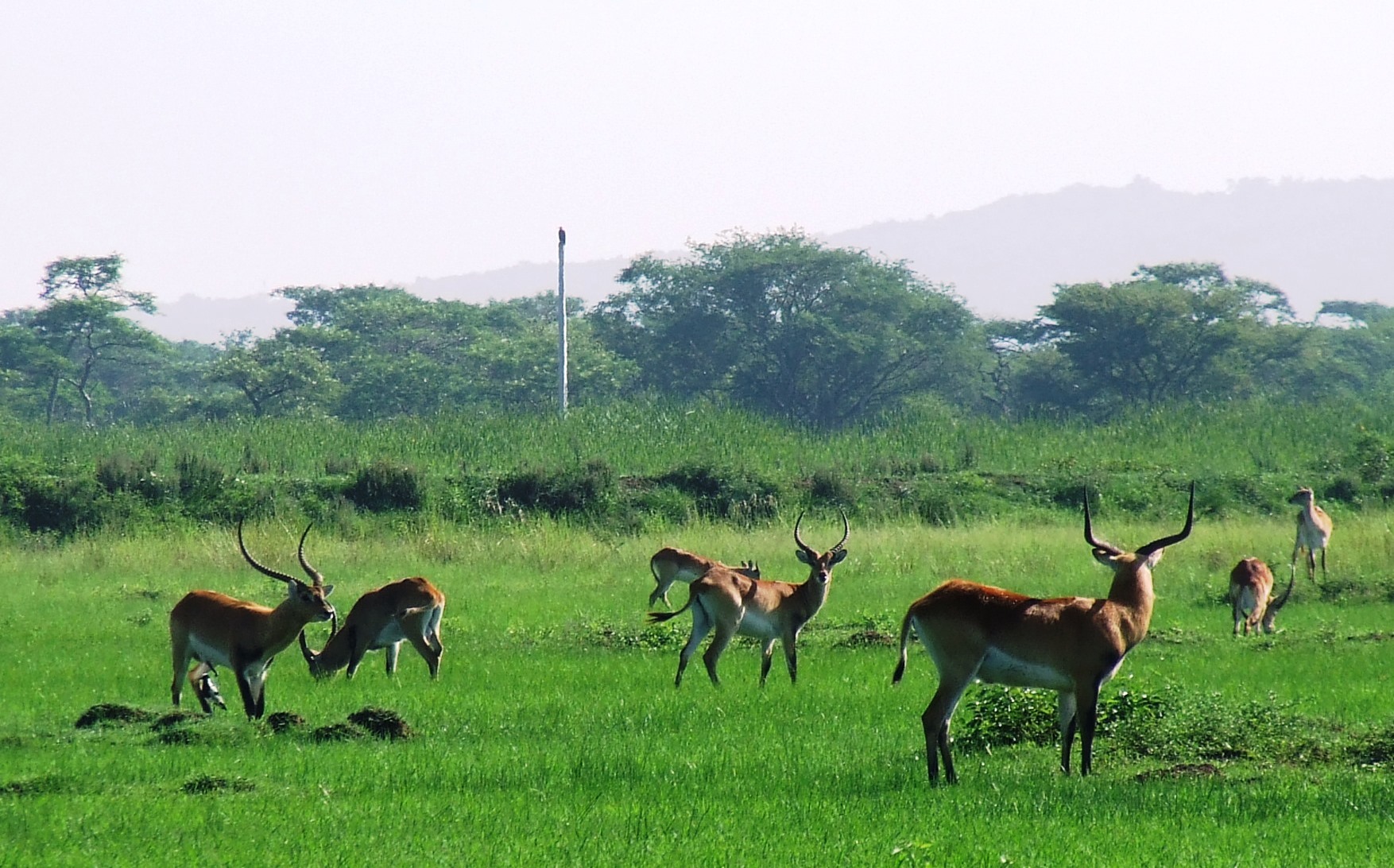 Image of Kafue Lechwe