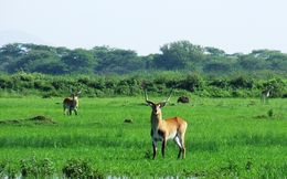 Image of Kafue Lechwe