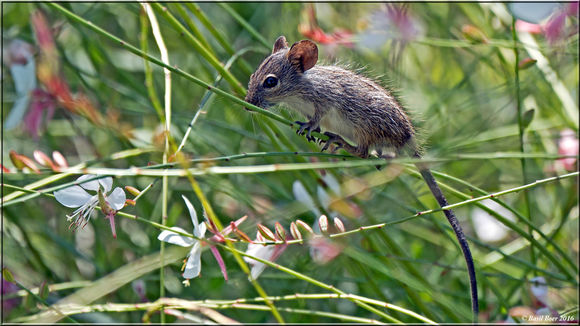 Dendromus melanotis (A. Smith 1834) resmi