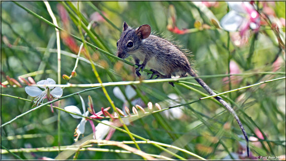 Image of Gray African Climbing Mouse -- Grey Climbing Mouse