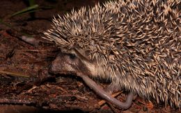 Image of Four-toed Hedgehog