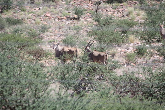 Imagem de Taurotragus oryx oryx (Pallas 1766)