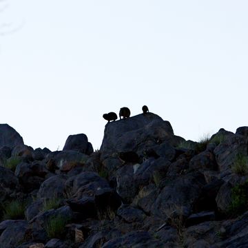 Image of Rock Hyrax