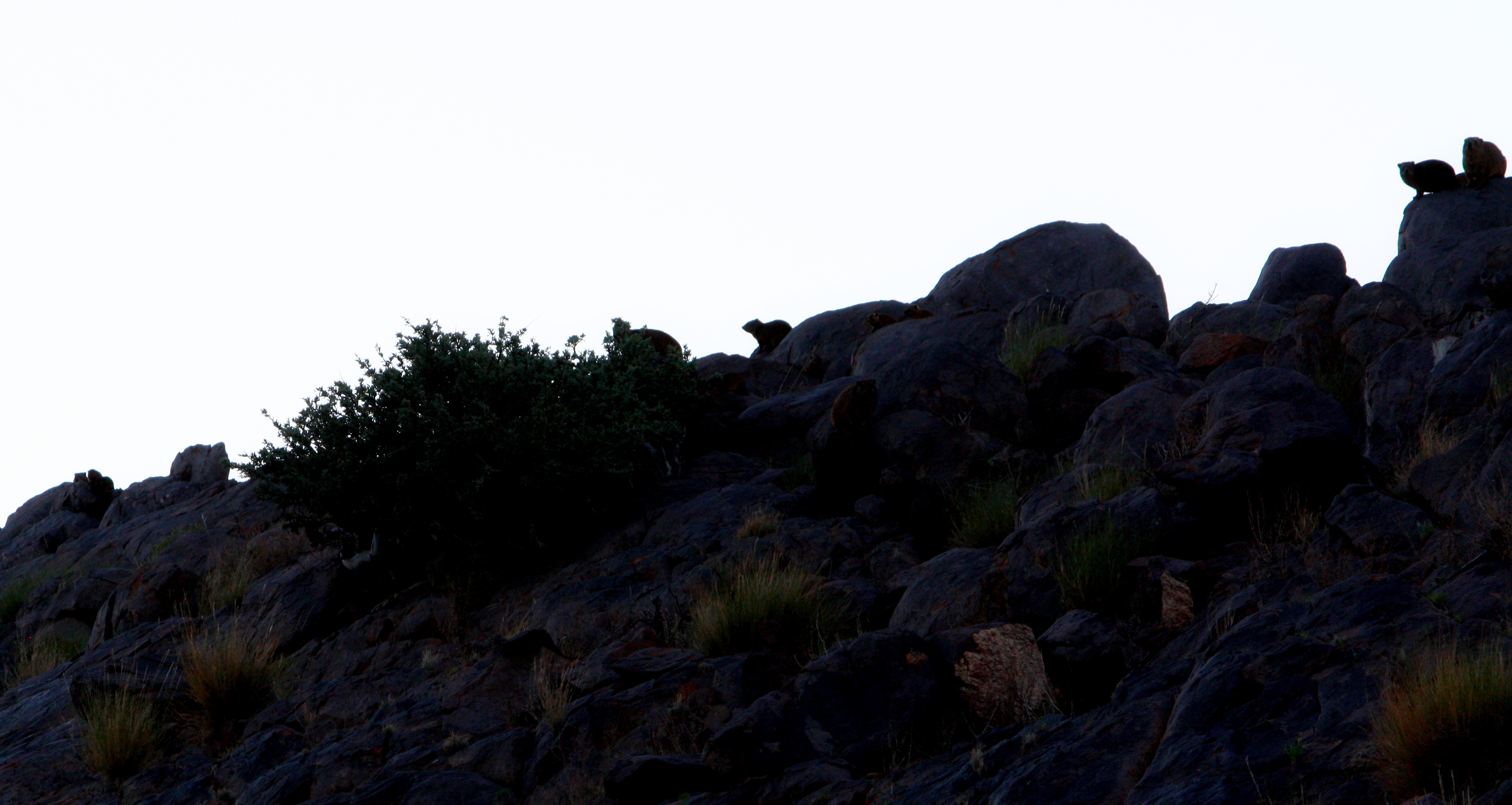 Image of Rock Hyrax