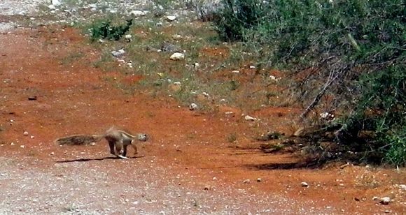 Image of Cape Ground Squirrel