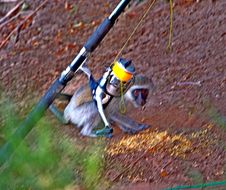 Image of Vervet Monkey