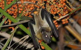 Image of African Straw-colored Fruit Bat