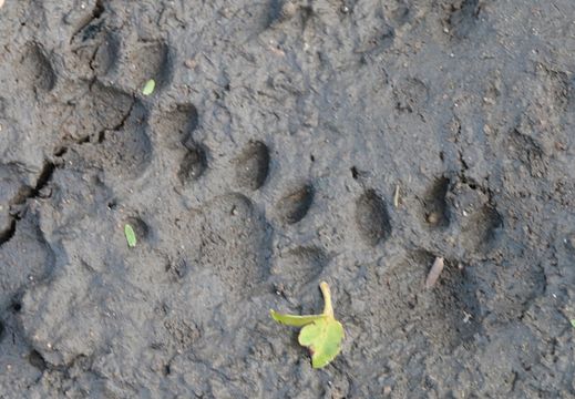 Image of White-tailed Mongoose