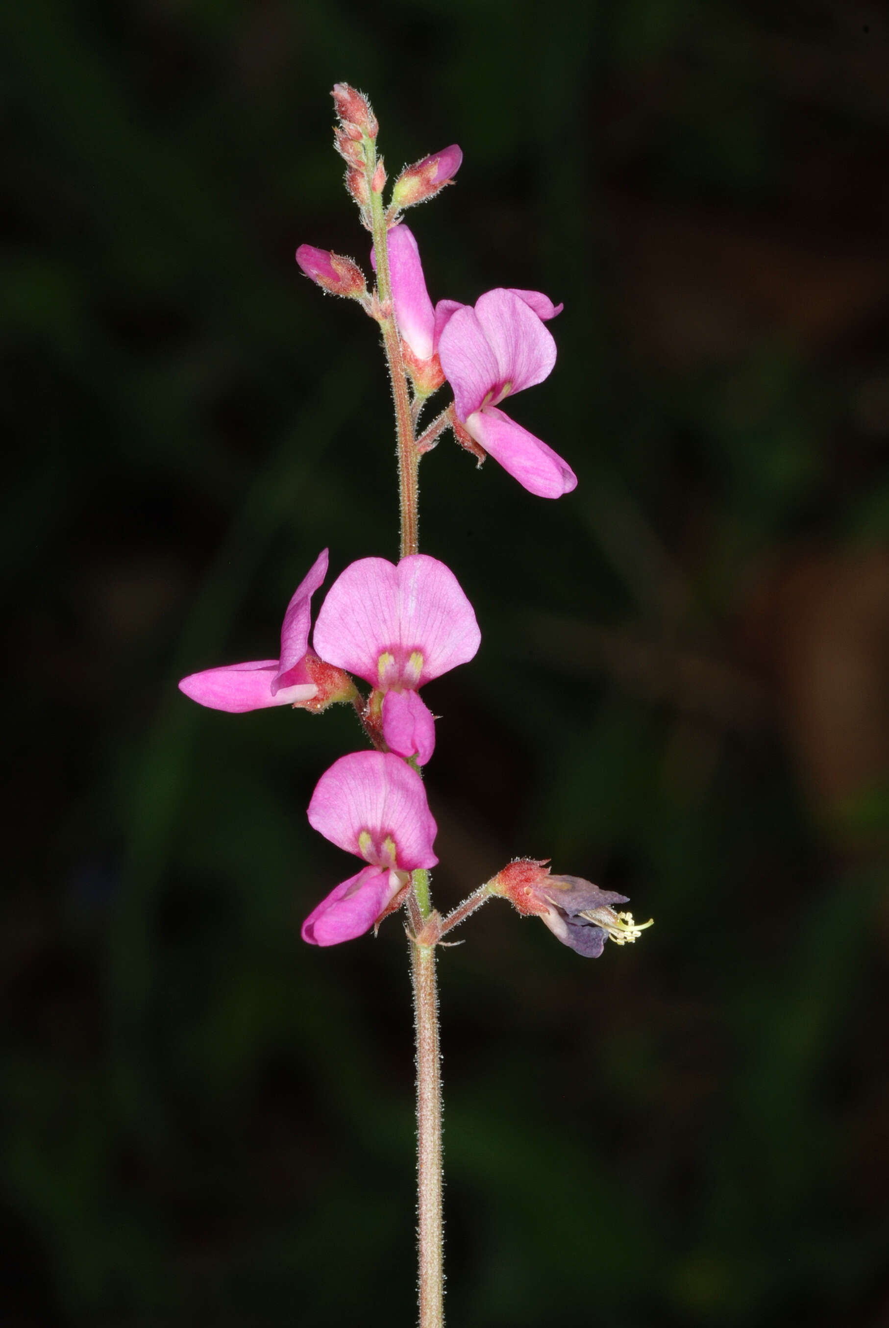 Image of zarzabacoa comun