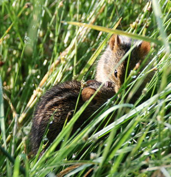 Image of Four-striped Grass Mouse