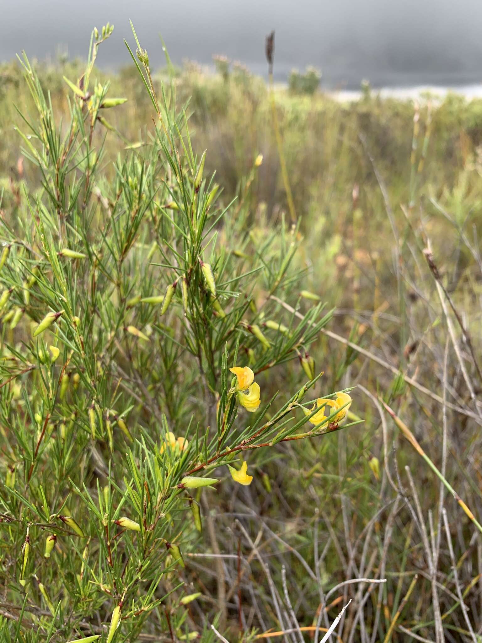 Plancia ëd Aspalathus linearis (Burm. fil.) R. Dahlgren