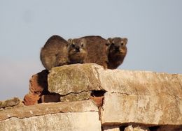 Image of Rock Hyrax