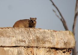 Image of Rock Hyrax