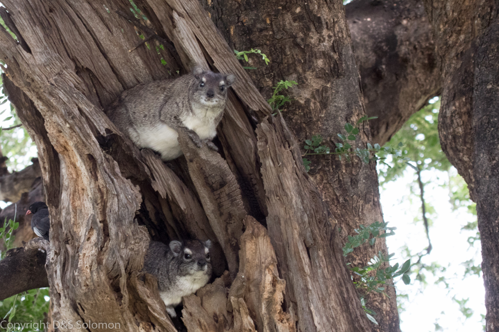 Image of Bush Hyrax