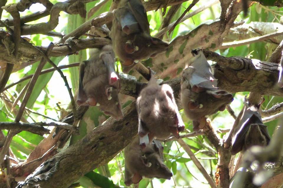 Image of Epauletted Fruit Bats