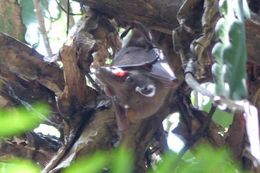 Image of Epauletted Fruit Bats