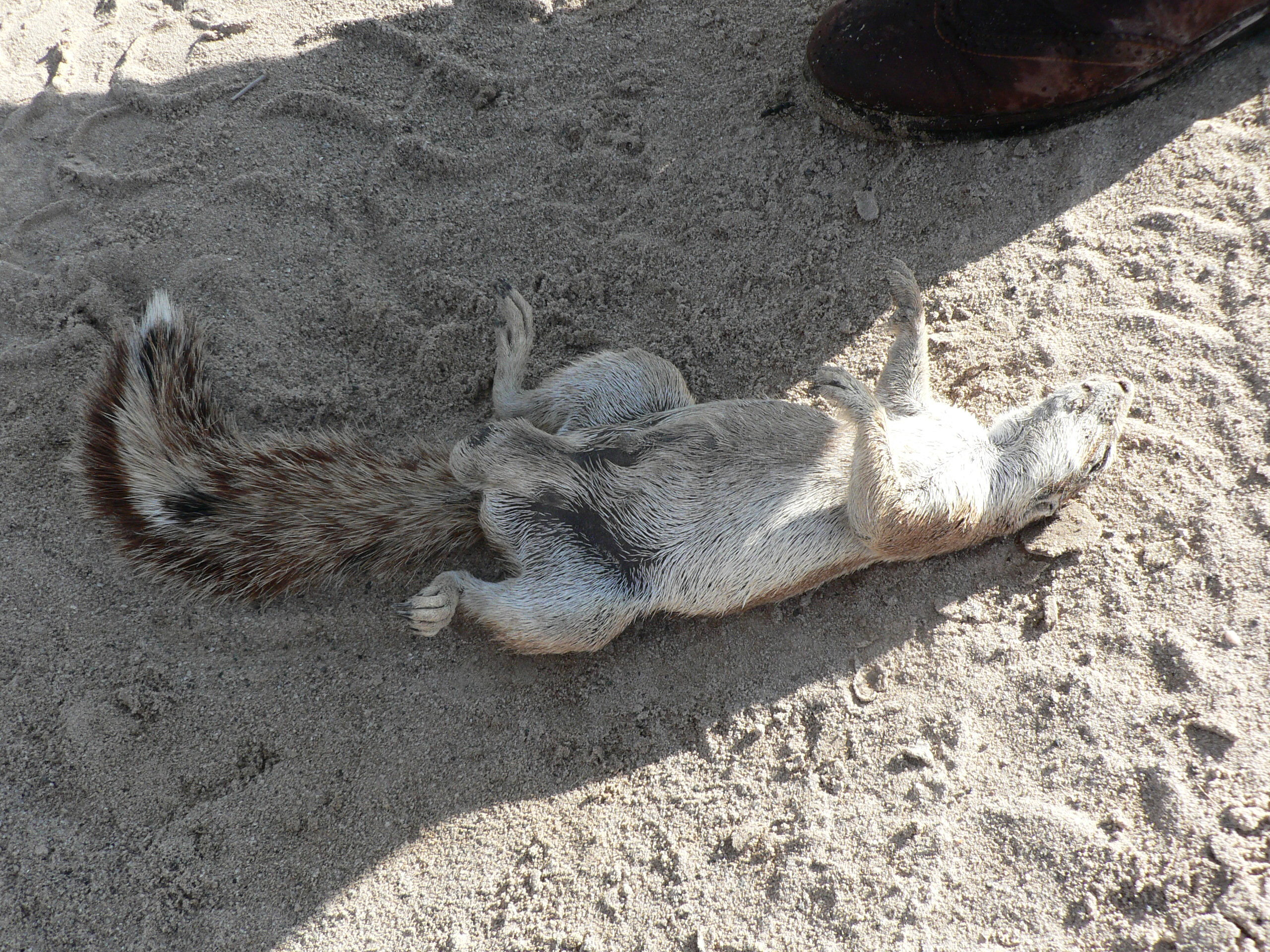 Image of Cape Ground Squirrel