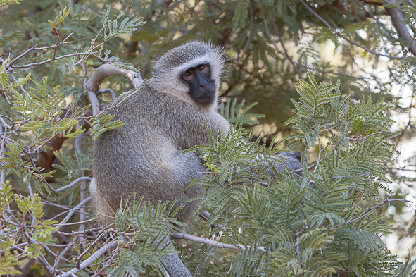 Plancia ëd Chlorocebus pygerythrus (F. Cuvier 1821)