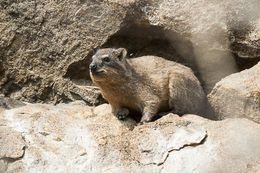 Image of Bush Hyrax