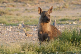 Image of Brown Hyena -- Brown Hyaena