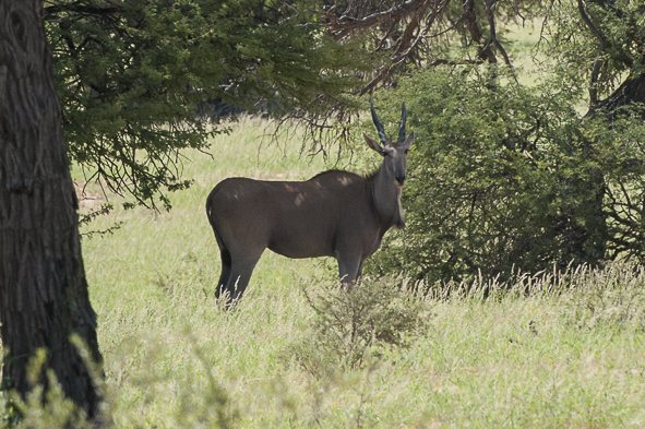 Image of Eland