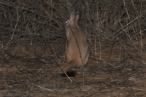 Image of Springhares