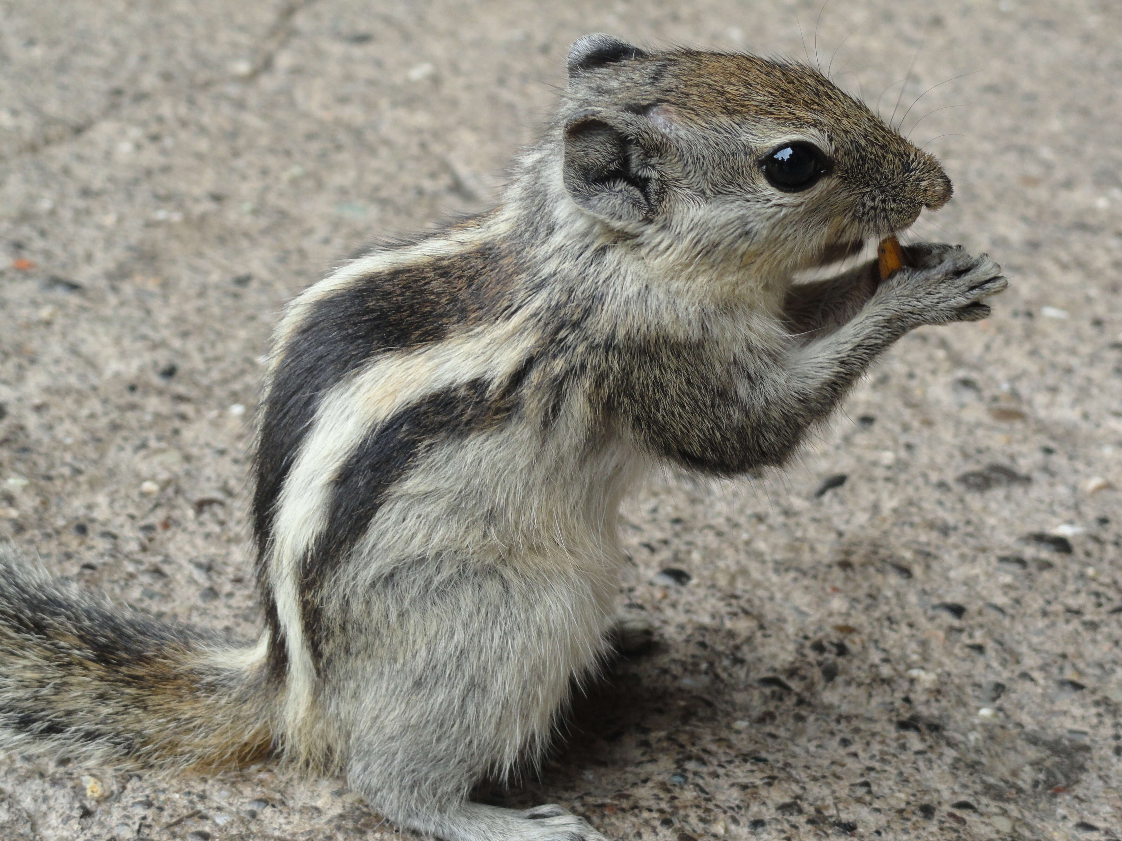 Image of Indian palm squirrel