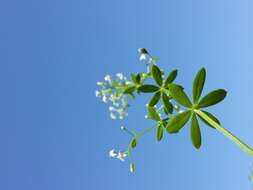 Image of White bedstraw