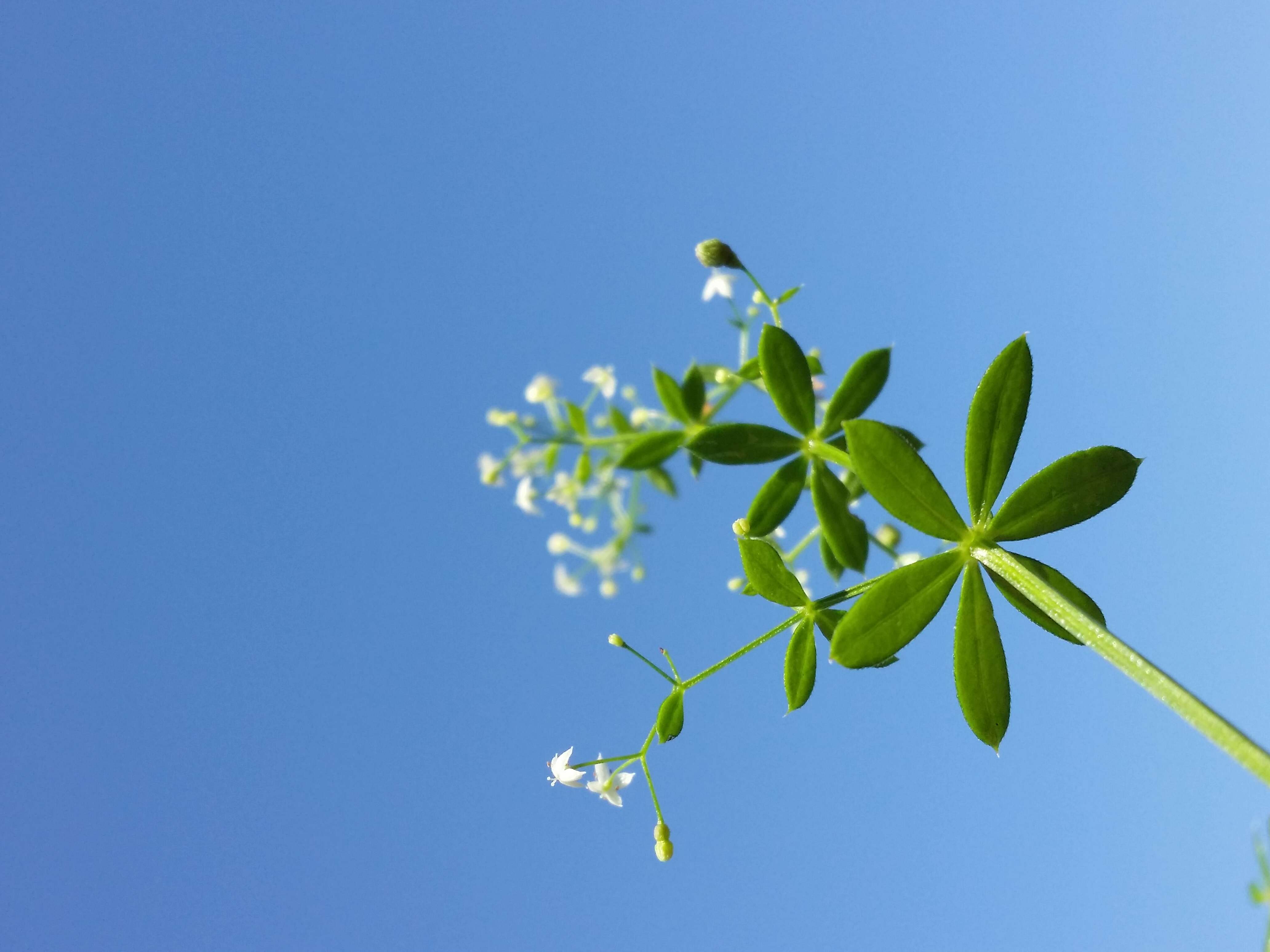 Image of White bedstraw