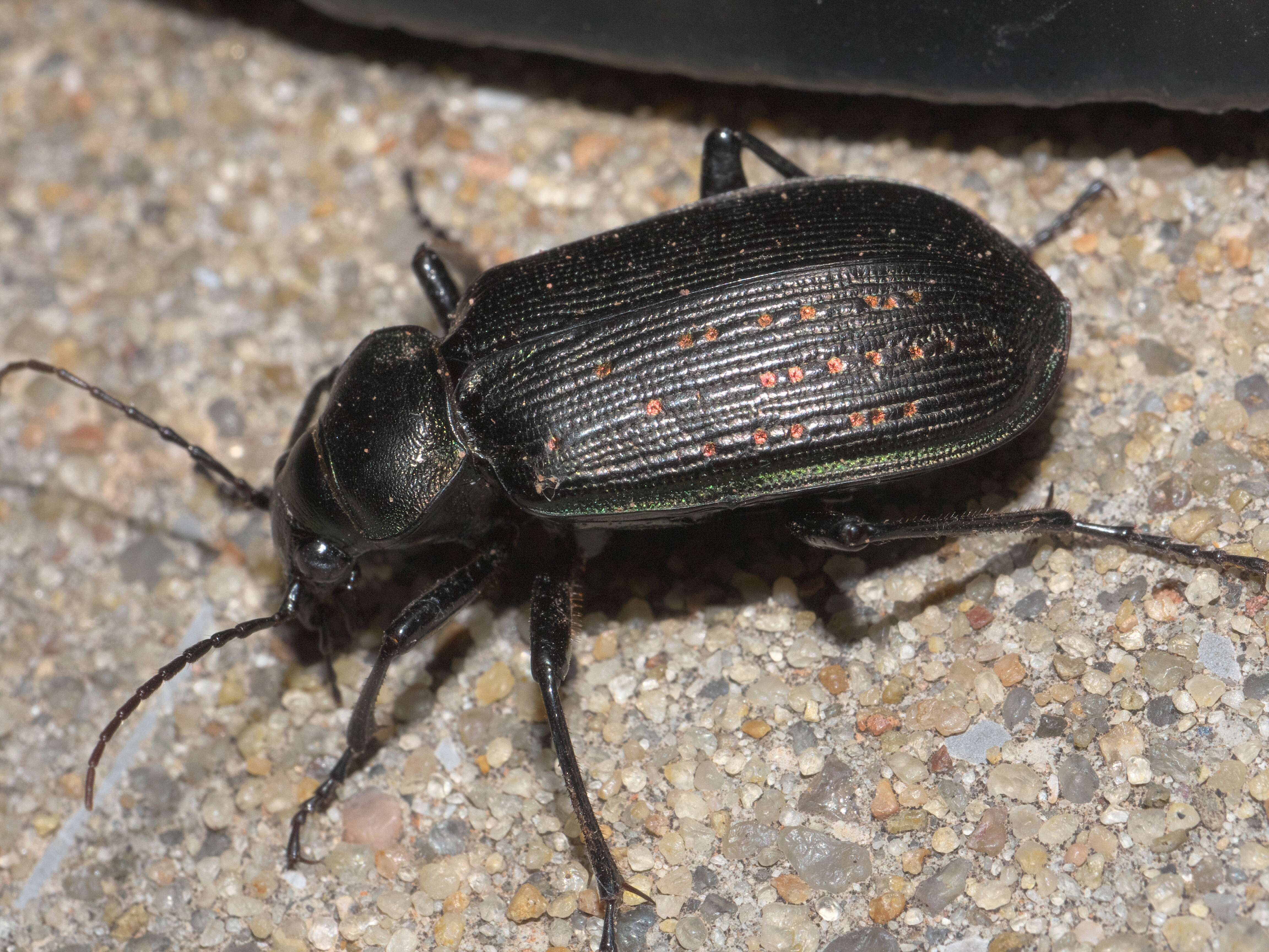 Calosoma (Castrida) sayi Dejean 1826的圖片