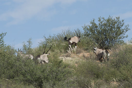 Image of Gemsbok