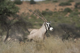 Image of Gemsbok