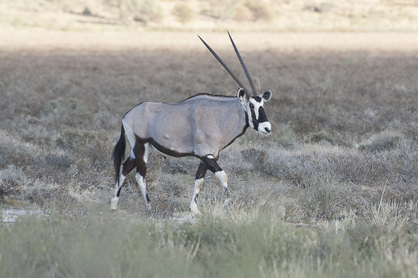 Image of Gemsbok