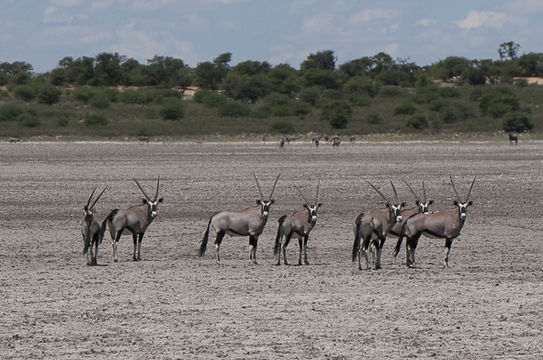 Image of Gemsbok