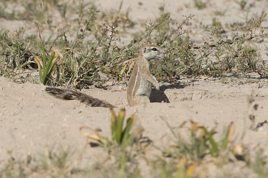 Image of Cape Ground Squirrel