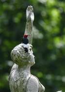 Image of Red-headed Woodpecker