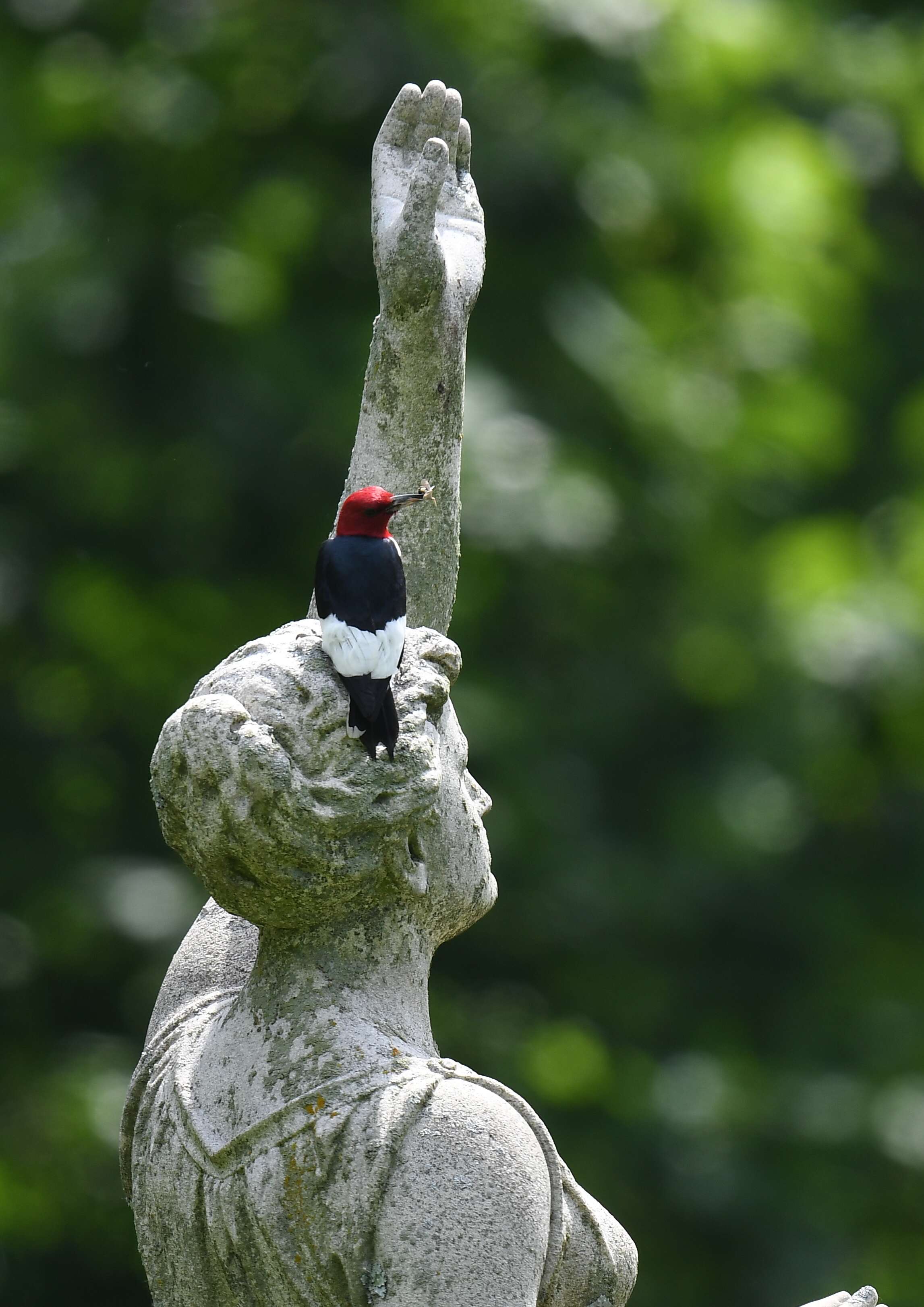 Image of Red-headed Woodpecker