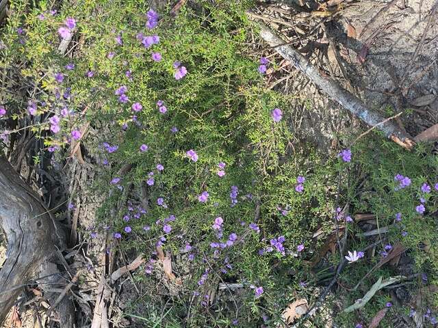 Image of Prostanthera howelliae Blakely