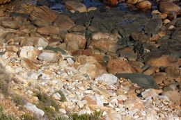 Image of Rock Hyrax