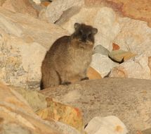 Image of Rock Hyrax