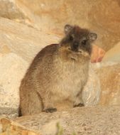 Image of Rock Hyrax